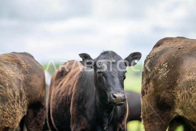 agriculture field,  beef cows in a field.  wagyu cattle herd grazing on pasture on a farm. fat cow