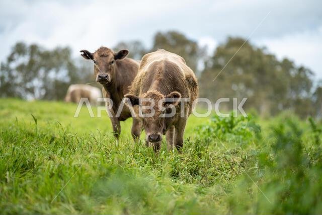 agriculture field, herd of beef cows in a field. springtime on a farm with wagyu cattle. fat cow