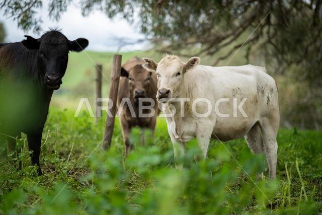 agriculture field, herd of beef cows in a field. springtime on a farm with wagyu cattle. fat cow