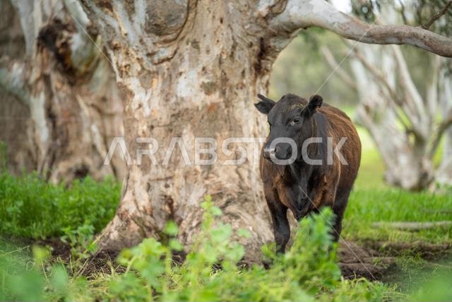 agriculture field, herd of beef cows in a field. springtime on a farm with wagyu cattle. fat cow