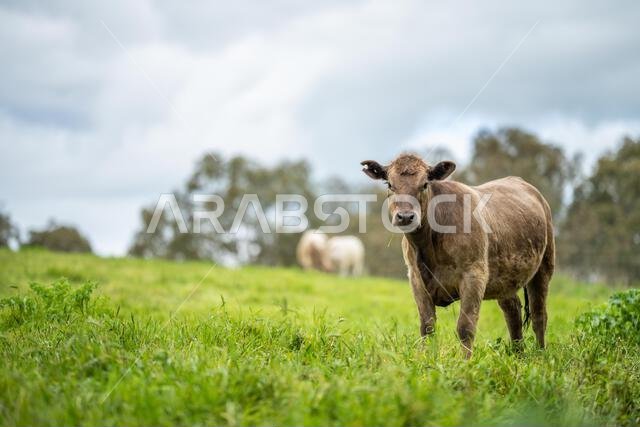 agriculture field, herd of beef cows in a field. springtime on a farm with wagyu cattle. fat cow