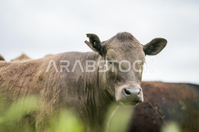 agriculture field,  beef cows in a field.  wagyu cattle herd grazing on pasture on a farm. fat cow