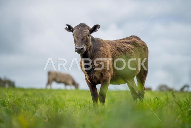 agriculture field, herd of beef cows in a field. springtime on a farm with wagyu cattle. fat cow