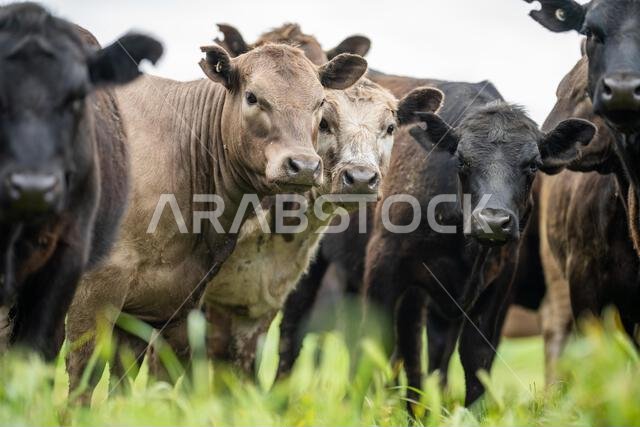 agriculture field, herd of beef cows in a field. springtime on a farm with wagyu cattle. fat cow