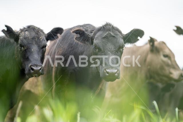 agriculture field, herd of beef cows in a field. springtime on a farm with wagyu cattle. fat cow