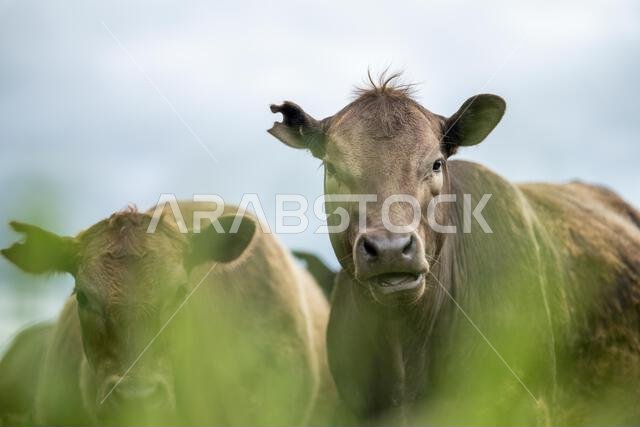 agriculture field, herd of beef cows in a field. springtime on a farm with wagyu cattle. fat cow
