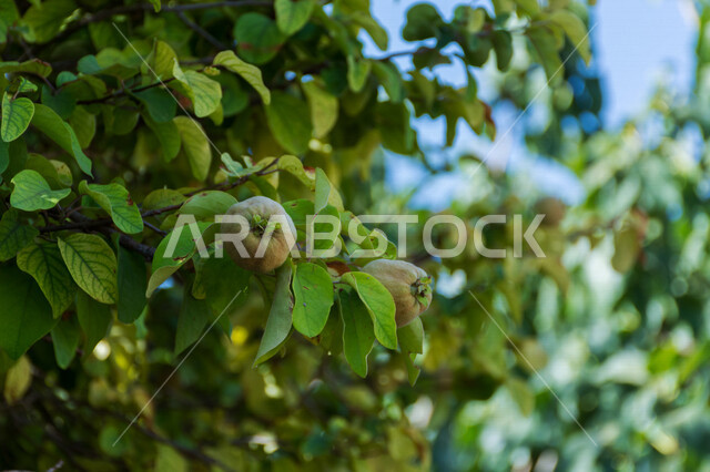 صورة ابداعية لثمرة السفرجل في احد مزارع المملكة العربية السعودية، زراعة الاشجار والنباتات، النباتات الخضراء، فاكهة السفرجل، ثمرة السفرجل، الطبيعة الخلابة في السعودية، خلفية للطبيعة