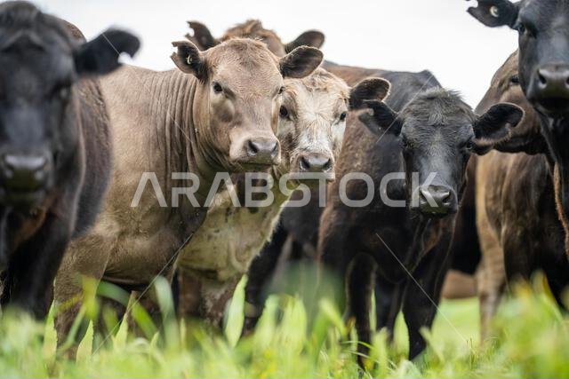 agriculture field,  beef cows in a field.  wagyu cattle herd grazing on pasture on a farm. fat cow