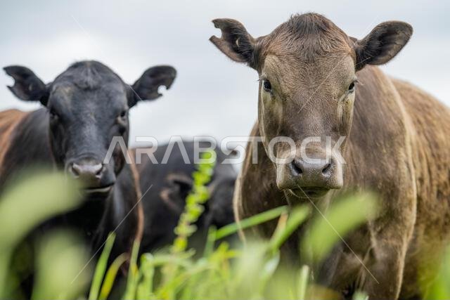 agriculture field, herd of beef cows in a field. springtime on a farm with wagyu cattle. fat cow