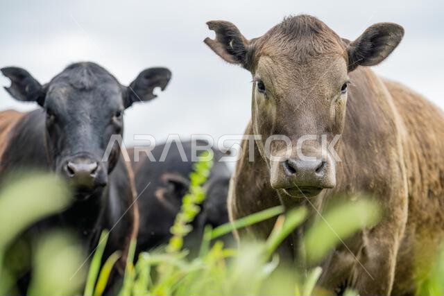 agriculture field,  beef cows in a field.  wagyu cattle herd grazing on pasture on a farm. fat cow