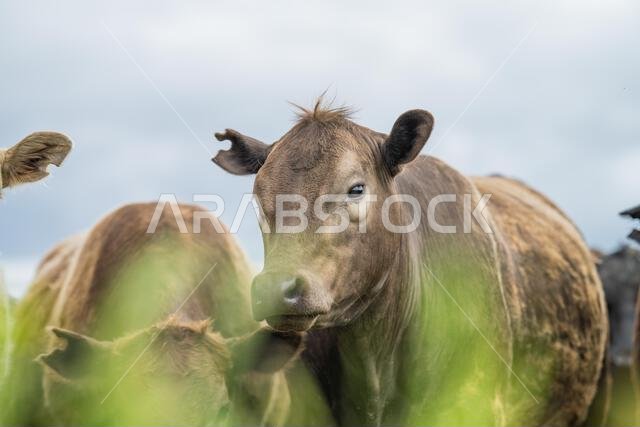agriculture field, herd of beef cows in a field. springtime on a farm with wagyu cattle. fat cow