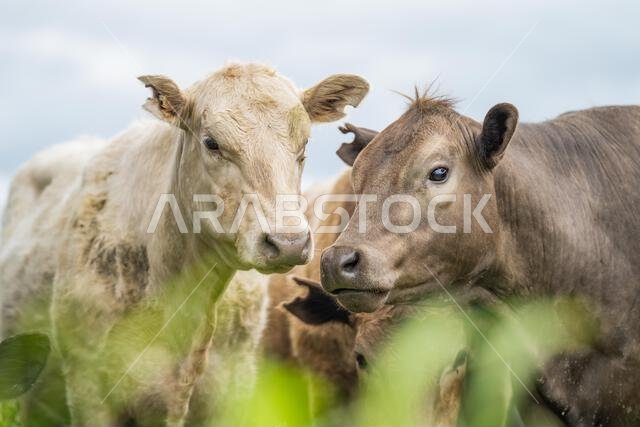 agriculture field, herd of beef cows in a field. springtime on a farm with wagyu cattle. fat cow