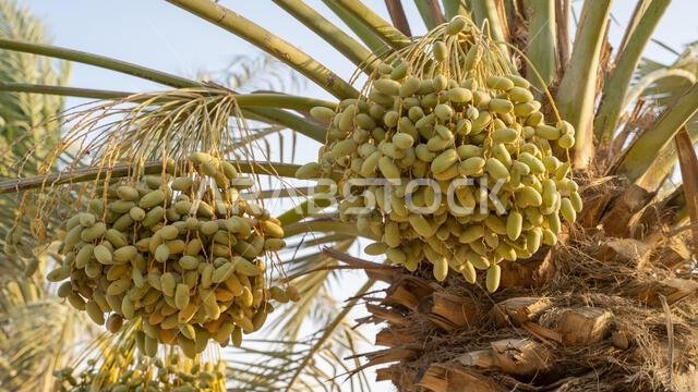 زراعة النخيل، الصناعة الزراعية في المناطق الصحراوية في الشرق الأوسط زراعة النخيل، الصناعة الزراعية في المناطق الصحراوية في الشرق الأوسط