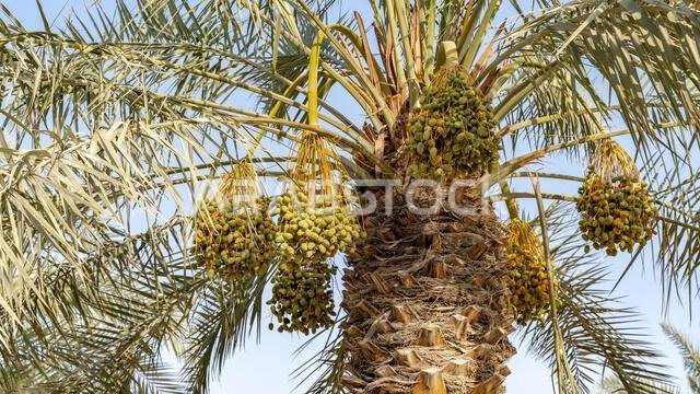 Plantation of date palms, agriculture industry in desert areas of the Middle East