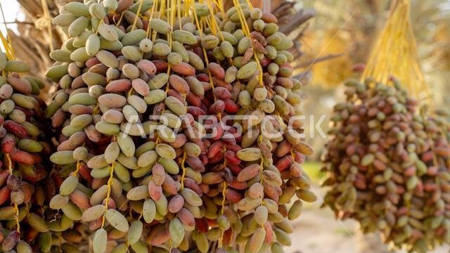 Plantation of date palms, agriculture industry in desert areas of the Middle East