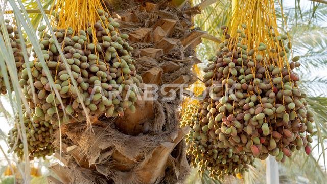 Plantation of date palms, agriculture industry in desert areas of the Middle East
