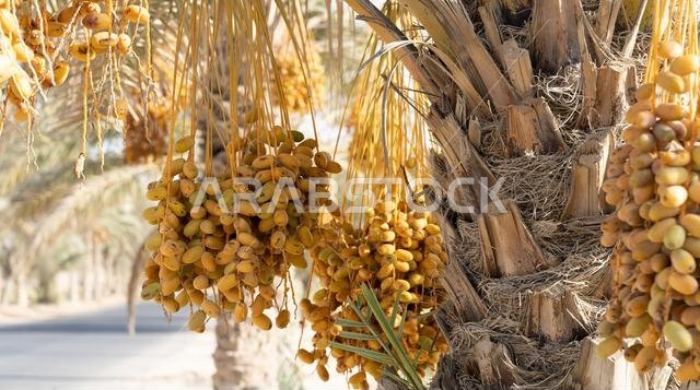 Plantation of date palms, agriculture industry in desert areas of the Middle East