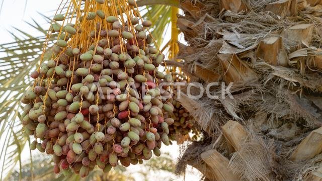 زراعة النخيل، الصناعة الزراعية في المناطق الصحراوية في الشرق الأوسط