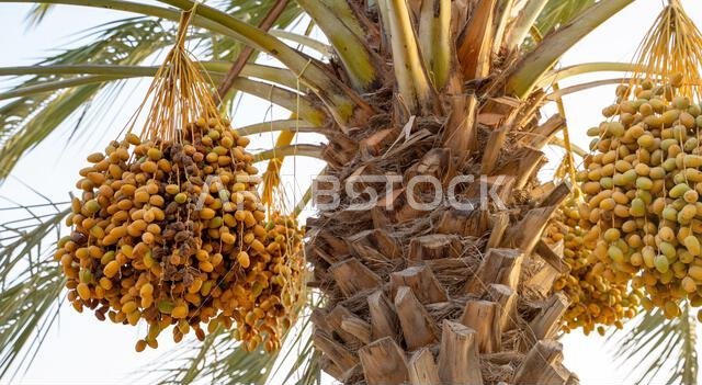 Plantation of date palms, agriculture industry in desert areas of the Middle East