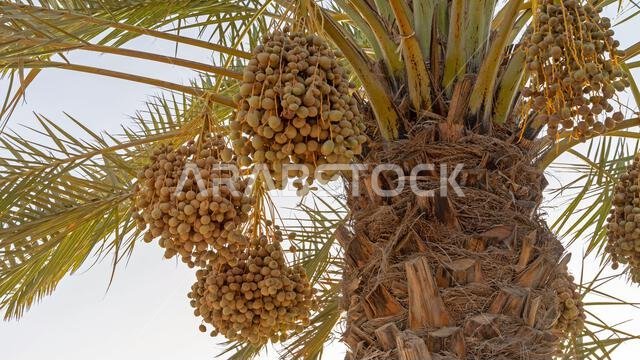 Plantation of date palms, agriculture industry in desert areas of the Middle East