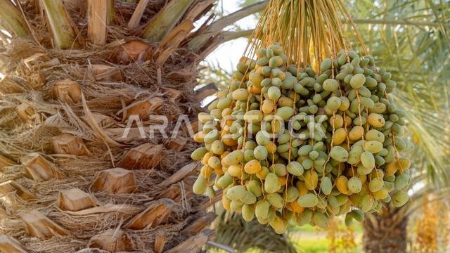 Plantation of date palms, agriculture industry in desert areas of the Middle East