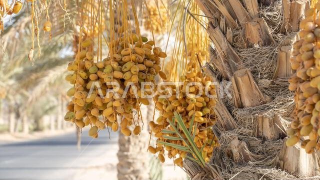 Plantation of date palms, agriculture industry in desert areas of the Middle East