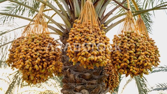 Plantation of date palms, agriculture industry in desert areas of the Middle East