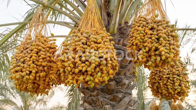 Plantation of date palms, agriculture industry in desert areas of the Middle East