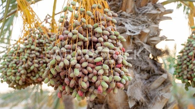Plantation of date palms, agriculture industry in desert areas of the Middle East