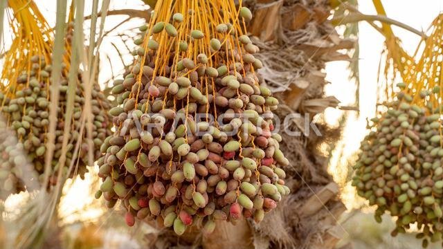 Plantation of date palms, agriculture industry in desert areas of the Middle East
