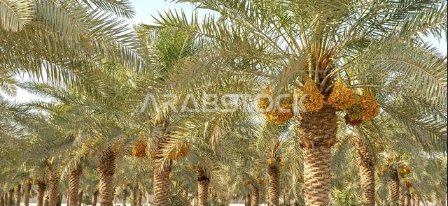 Plantation of date palms, agriculture industry in desert areas of the Middle East