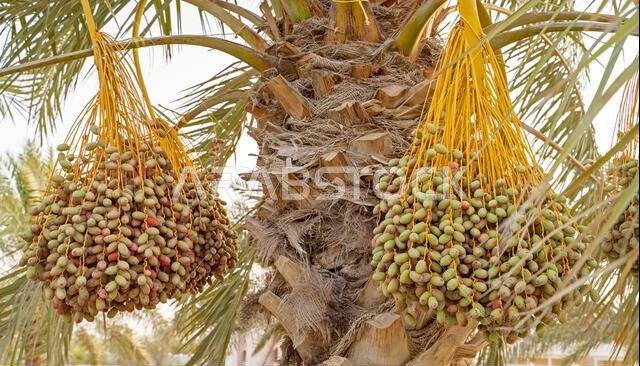 Plantation of date palms, agriculture industry in desert areas of the Middle East