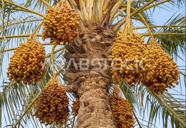 Plantation of date palms, agriculture industry in desert areas of the Middle East