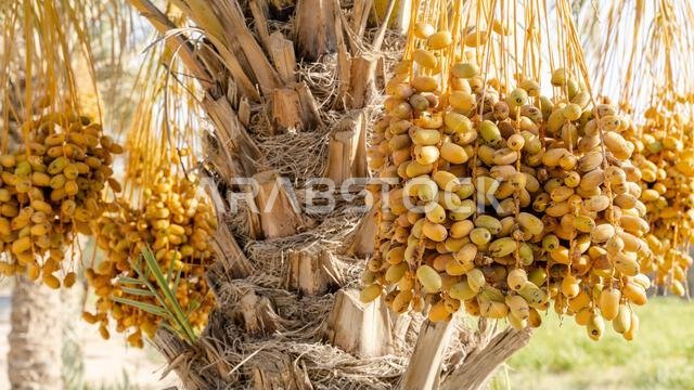 Plantation of date palms, agriculture industry in desert areas of the Middle East