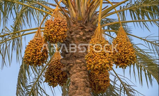Plantation of date palms, agriculture industry in desert areas of the Middle East