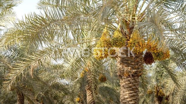Plantation of date palms, agriculture industry in desert areas of the Middle East