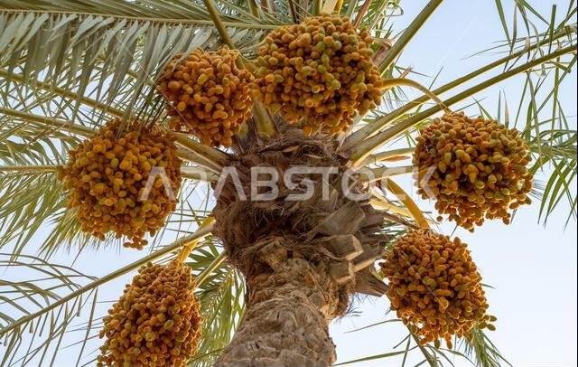 Plantation of date palms, agriculture industry in desert areas of the Middle East