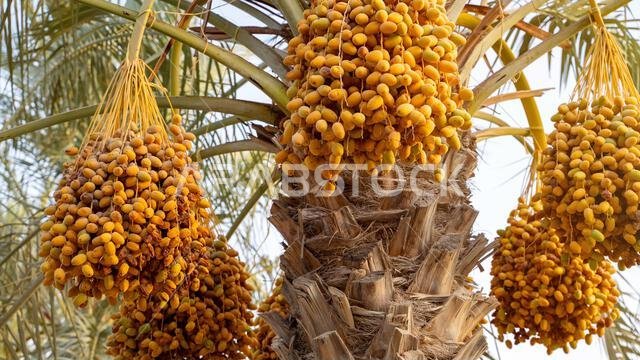 Plantation of date palms, agriculture industry in desert areas of the Middle East