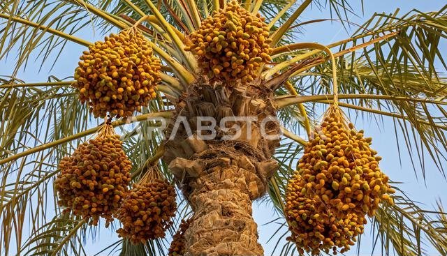 Plantation of date palms, agriculture industry in desert areas of the Middle East