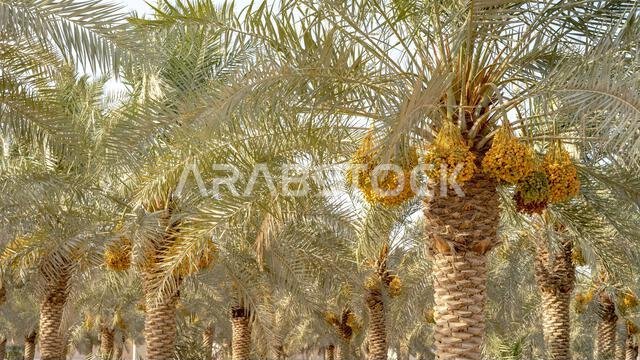 Plantation of date palms, agriculture industry in desert areas of the Middle East