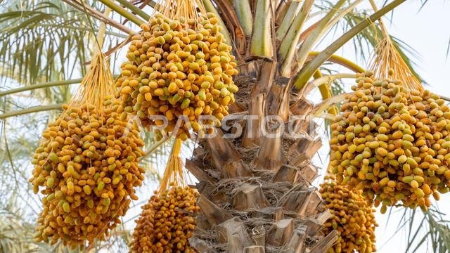 Plantation of date palms, agriculture industry in desert areas of the Middle East
