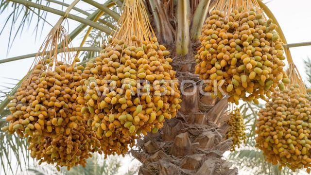 Plantation of date palms, agriculture industry in desert areas of the Middle East