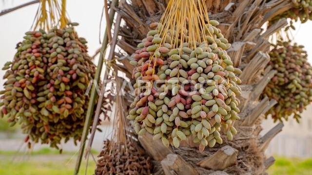 Plantation of date palms, agriculture industry in desert areas of the Middle East
