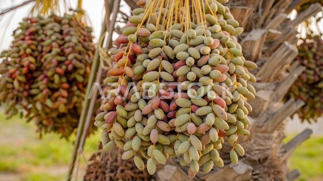 Plantation of date palms, agriculture industry in desert areas of the Middle East