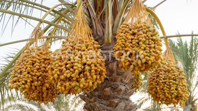 Plantation of date palms, agriculture industry in desert areas of the Middle East
