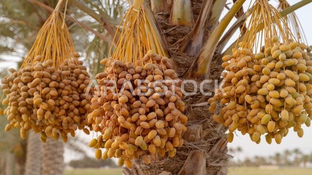 Plantation of date palms, agriculture industry in desert areas of the Middle East