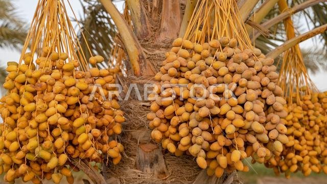 Plantation of date palms, agriculture industry in desert areas of the Middle East