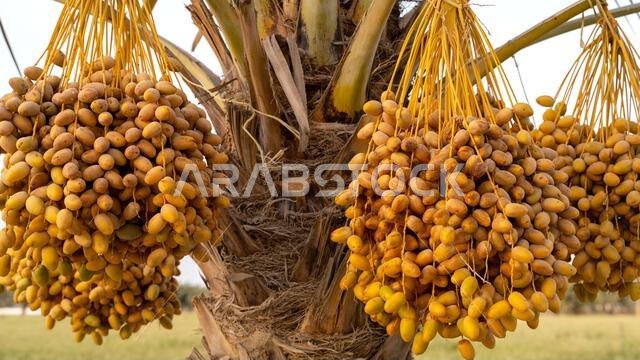 زراعة النخيل، الصناعة الزراعية في المناطق الصحراوية في الشرق الأوسط