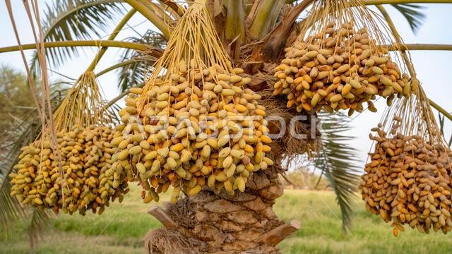 Plantation of date palms, agriculture industry in desert areas of the Middle East