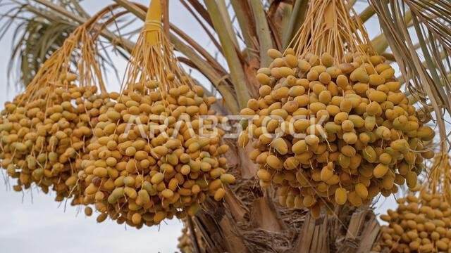 زراعة النخيل، الصناعة الزراعية في المناطق الصحراوية في الشرق الأوسط